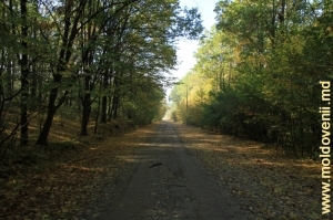 Drum în pădure lîngă mănăstirea Veveriţa, Călăraşi. Octombrie