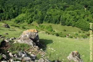 Valea rîului Racovăţ din Ocolul Silvic „La Castel”
