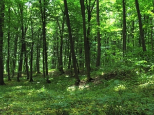 Буковый лес в заповеднике Плаюл фагулуй, Унгенский р-он