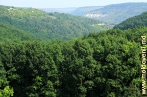 Вид сверху на ущелье у села Арионешть, Дондюшань