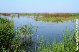 Lunca inundabilă a Prutului, raionul Cantemir