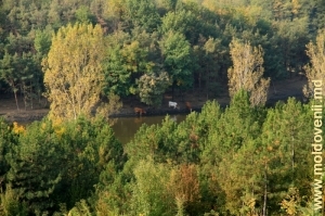 Осенний пейзаж вблизи монастыря Никорень, Дрокия. Октябрь