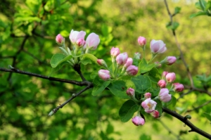 Цветущая яблоня в урочище Ла Кастел, Гординешть
