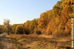 Осенний лес у села Бахмут, Кэлэраш