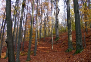 Pădurice de fagi lîngă mănăstirea Hîrjavca, Călăraşi 