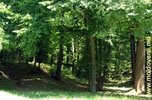 Parcul-pădure vechi de la marginea satului Palanca