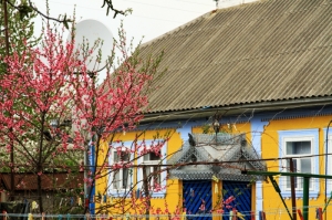 Цветущее персиковое дерево у дома в Буздуджень