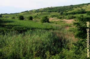 Valea rîului Cogîlnic în preajma satului Ciuciuleni, Hînceşti