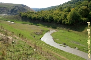 Valea împădurită a rîului Racovăţ de la marginea satului Gordineşti, Edineţ