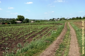 Окраина села Плоп при подъезде со стороны села Марамоновка вдоль Куболты
