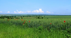 Пшеничное поле в Новоаненском р-не