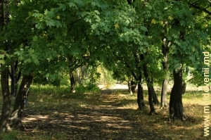 Аллея в парке Милешть