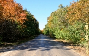 Drumul de pădure dintre satele Sadova şi Călăraşi