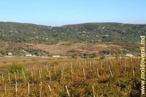 Вид на село Варзарешть, Ниспорень через виноградники. Октябрь