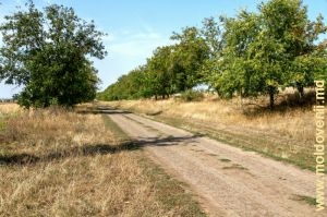 Drumul de deasupra satului Leușeni, Hîncești