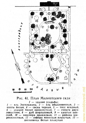 План Милештского парка (из книги П. Леонтьева «Парки Молдавии»)