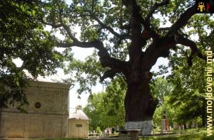 Stejarul lui Ștefan cel Mare, satul Cobîlea, Șoldănești, iunie 2024