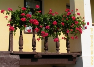 Balcoanele cu flori de-a lungul chiliilor Mănăstirii Hîncu