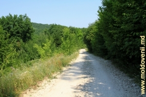 Drumul de pădure de-a lungul defileului în apropiere de Arioneşti, Donduşeni