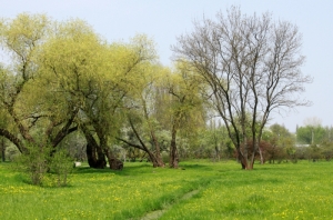 Весенний пейзаж на окраине парка