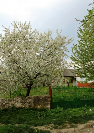 Цветущие деревья в с. Буздуджень