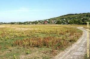 Rîul Lăpușna și valea lui pe fundul fostului lac de acumulare, satul Cărpineni