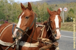 Лошади, запряженные в повозке, Корнешть, Унгень. Октябрь