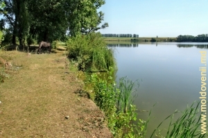 Lacul de acumulare de mari dimensiuni dintre satele Halahora de Jos, Briceni şi Tîrnova, Edineţ