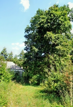 Гигантский дуб у крыла здания усадьбы