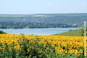 Вид на водохранилище у села Моловата Веке через поля