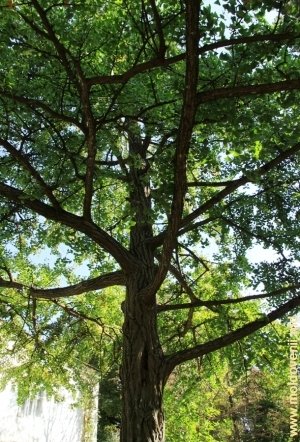 Дерево гингко билоба в парке Милешть