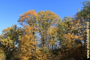 Pădurea din raionul Călăraşi, toamna