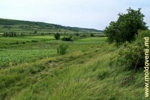 Valea rîului Cogîlnic din prejma satului Dahnovici, Hînceşti