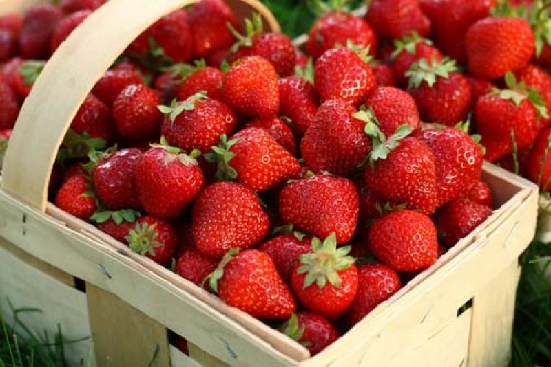 În Moldova a început sezonul vînzării în masă a căpșunilor. Care sînt prețurile
