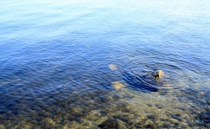 Apa de adîncime mică a lacului de acumulare Dubăsari iarna