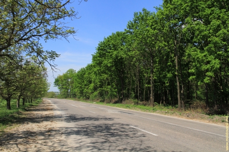 Лесополосы вдоль дорог. Лесопосадки вдоль дорог. Деревья вдоль дорог. Лесонасаждения вдоль дорог. Лесополоса у дороги.