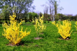 Primăvara în Dendrariu, Chişinău