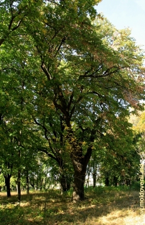 Осень в парке Милешть