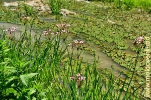 Цветы и травы в Володенском ущелье