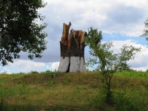 Rămăşiţe ale unui stejar secular doborît de furtună din curtea mănăstirii, Mănăstirea Hîrbovăţ, Călăraşi