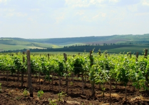 Виноградники вблизи Басарабяски