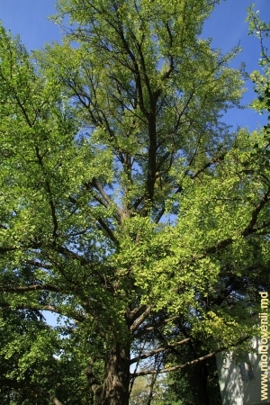 Дерево гингко билоба в парке Милешть