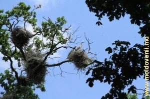 Колония цапель на своих гнездах