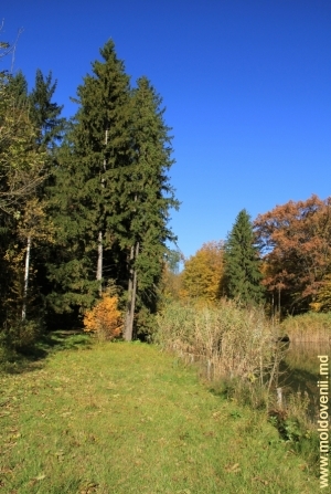 Peisaj de pădure, satul Sadova, Călăraşi