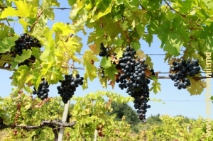 Комратский виноград