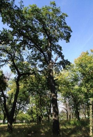 Гигантский дуб в парке Милешть