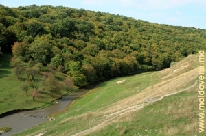 Valea împădurită a rîului Racovăţ de la marginea satului Gordineşti, Edineţ