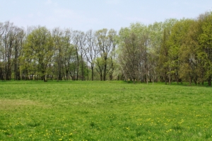 Весенняя поляна в парке Дендрариум