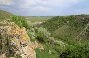 Толтры и цветущий кустарник на левом склоне ущелья, средний план