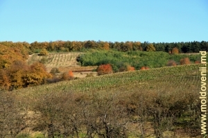 Виноградники и лес в окрестностях села Садова, Кэлэраш